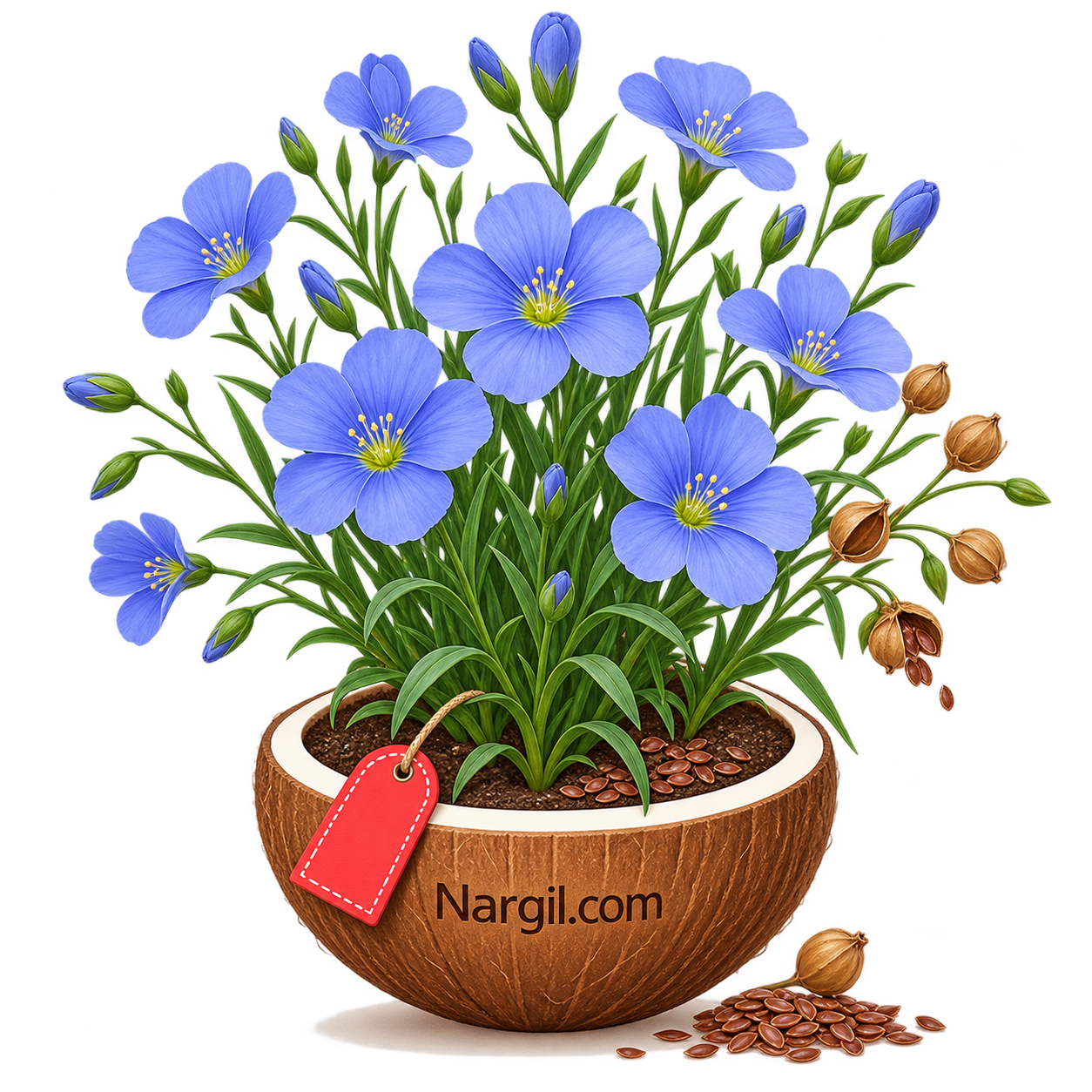 Nargil_Linum Usitatissimum